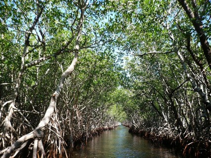 Visit a Mangrove Island