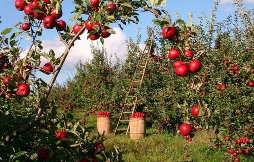 Visit an Orchard