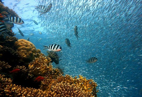 Visit a Coral Reef