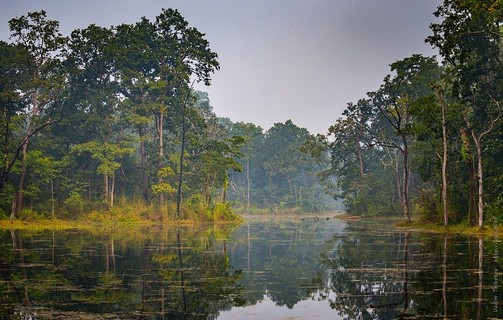 Visit a Swamp