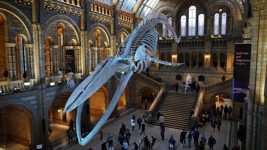 Visit the Natural History Museum of London