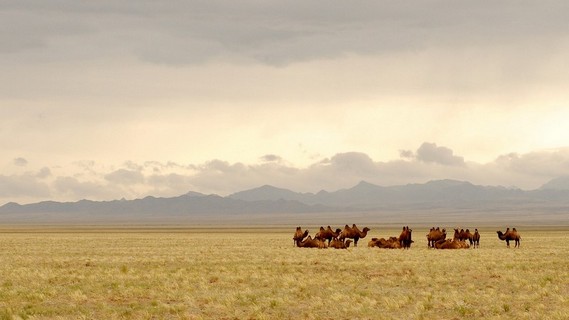 Travel to Mongolia