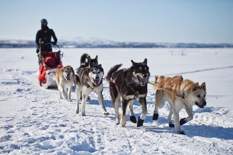 Ride a Dogsled